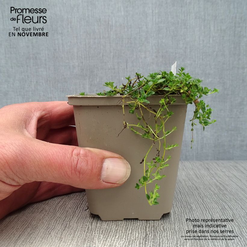 Spécimen de Thym précoce - Thym praecox Albiflorus Godet de 8/9 cm tel que livré en automne