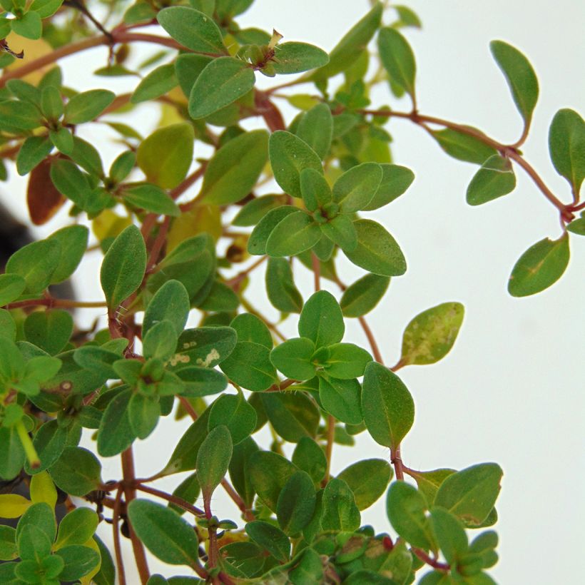 Thym serpolet - Thymus serpyllum (Feuillage)