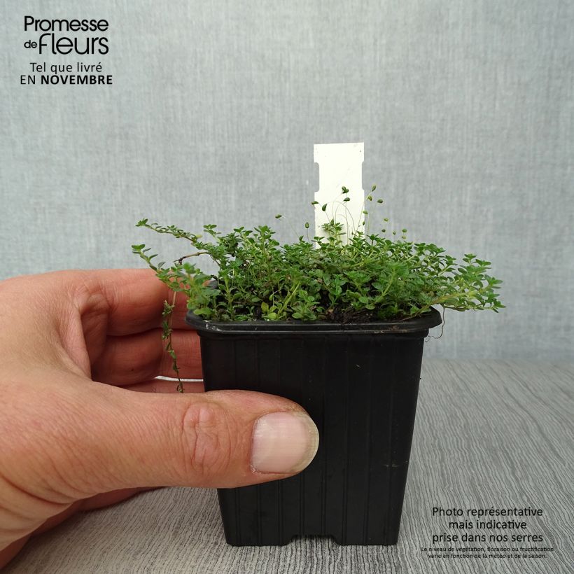 Spécimen de Thymus hirsutus - Thym hirsute Godet de 8/9 cm tel que livré en automne