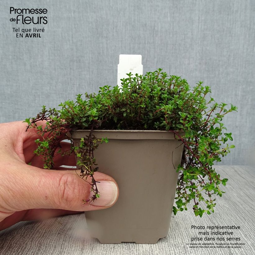 Spécimen de Thymus praecox Red Carpet - Thym précoce Godet de 8/9 cm tel que livré au printemps