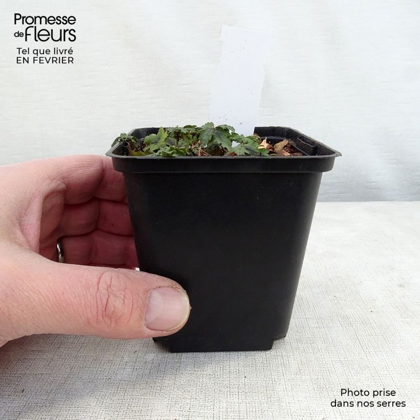 Spécimen de Tiarella Angel Wings - Tiarelle hybride Godet de 8/9 cm tel que livré en hiver