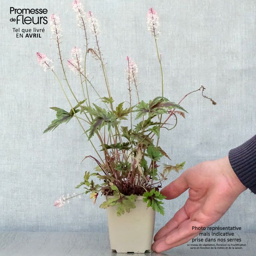 Spécimen de Tiarella Angel Wings - Tiarelle hybride Godet de 8/9 cm tel que livré au printemps