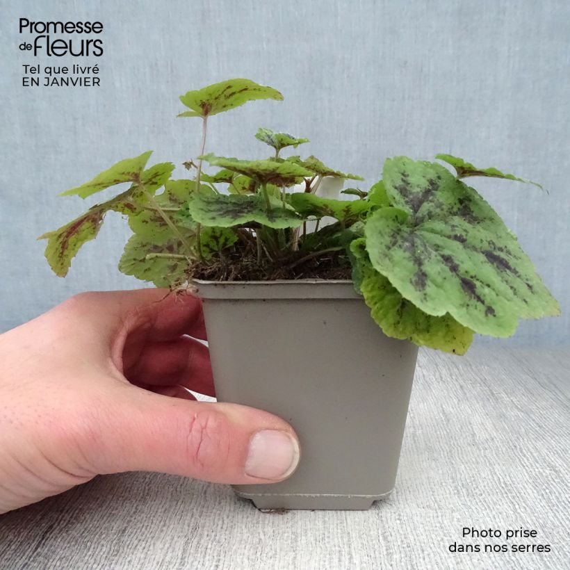 Spécimen de Tiarella Appalachian Trail Godet de 8/9 cm tel que livré en hiver