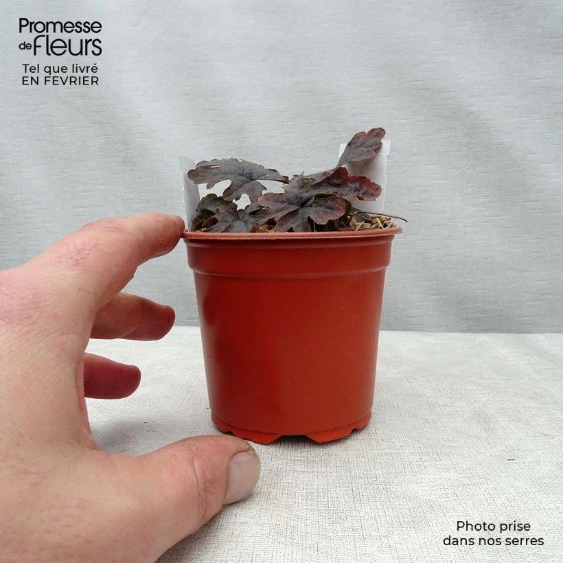 Spécimen de Tiarella Pink Skyrocket - Tiarelle hybride Godet de 8/9 cm tel que livré en hiver