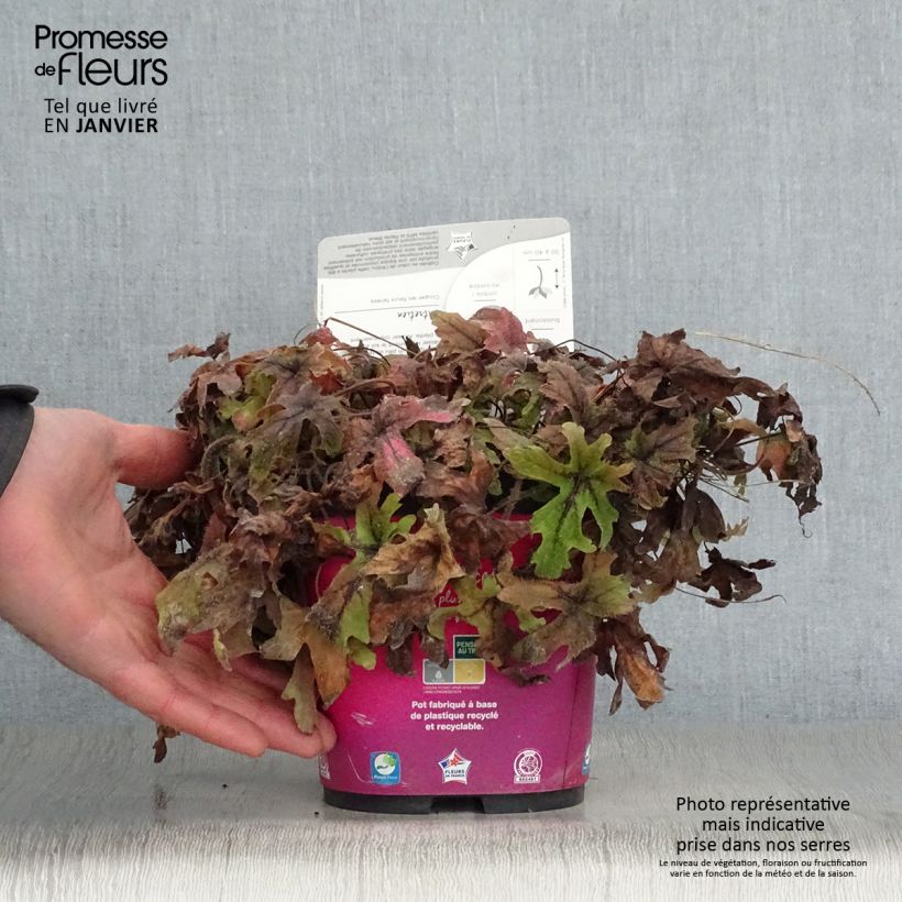 Spécimen de Tiarella Pink Skyrocket - Tiarelle hybride Pot de 2L/3L tel que livré en hiver