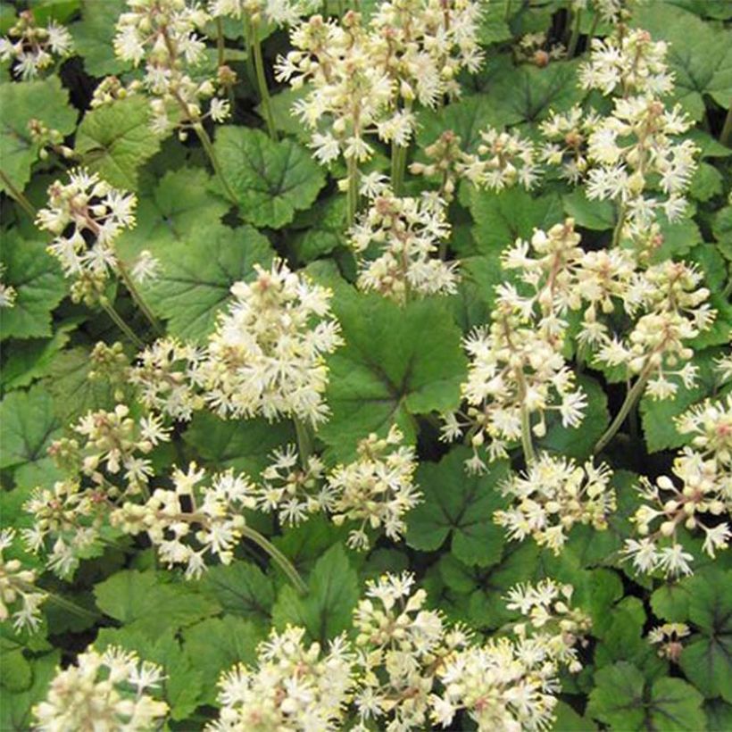 Tiarella cordifolia Brandywine - Tiarelle cordifoliée (Floraison)