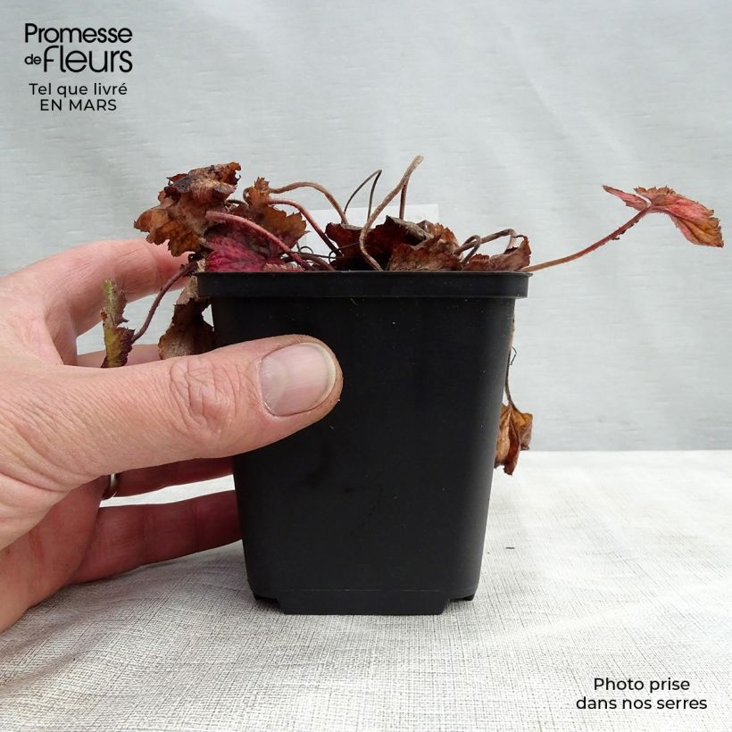 Spécimen de Tiarella cordifolia Brandywine - Tiarelle cordifoliée Godet de 8/9 cm tel que livré au printemps