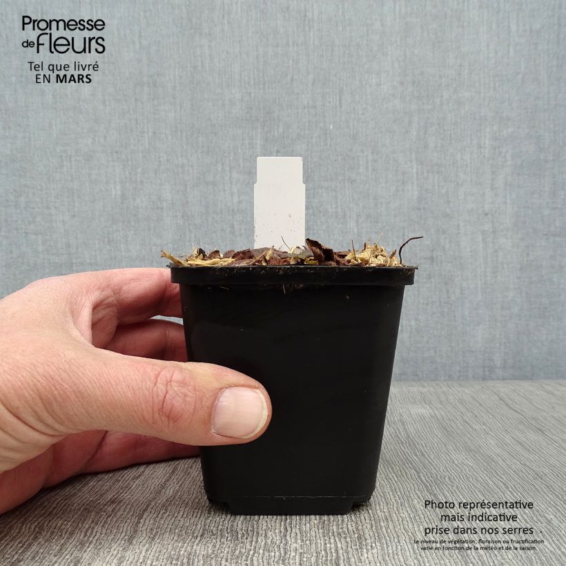 Spécimen de Tiarella cordifolia Brandywine - Tiarelle cordifoliée Godet de 8/9 cm tel que livré en hiver