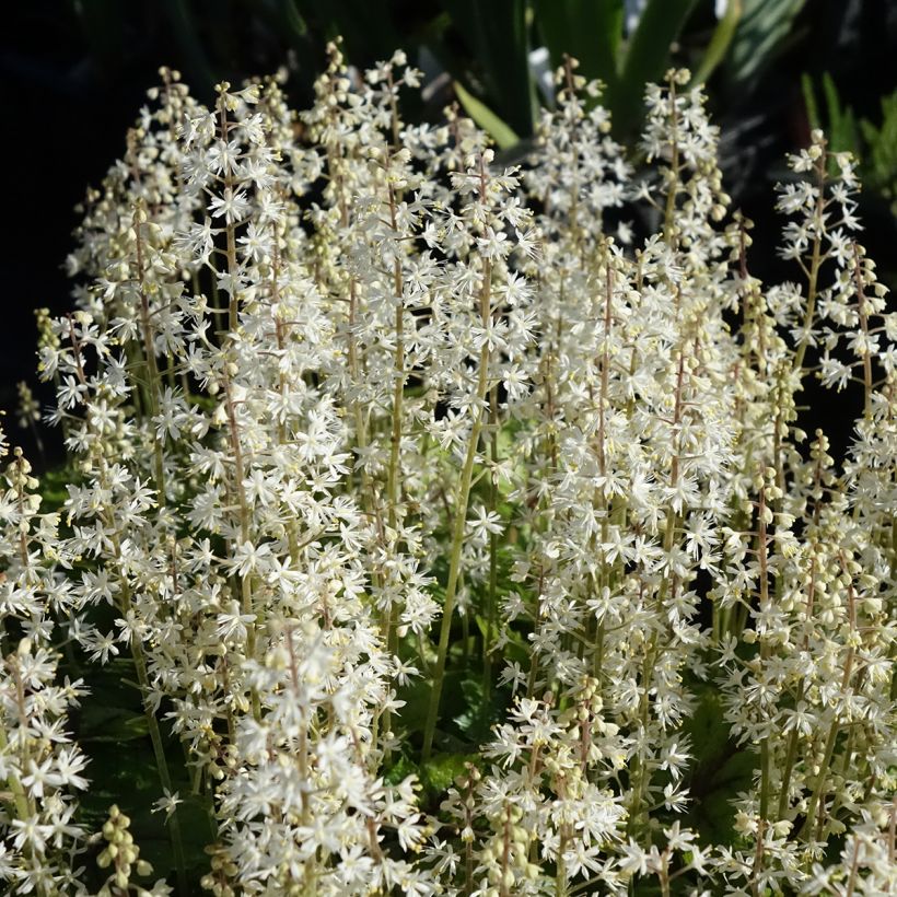Tiarella cordifolia Brandywine - Tiarelle cordifoliée (Floraison)
