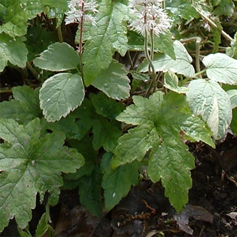 Tiarella cordifolia Pink Brushes (Feuillage)