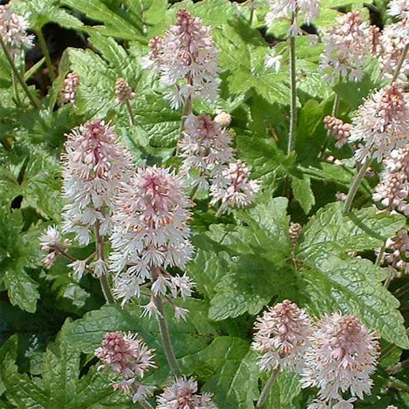 Tiarella cordifolia Pink Brushes (Floraison)