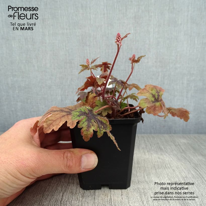 Amostra de Tiarella Sugar and Spice Vaso de 8/9 cm tal como entregue na primavera