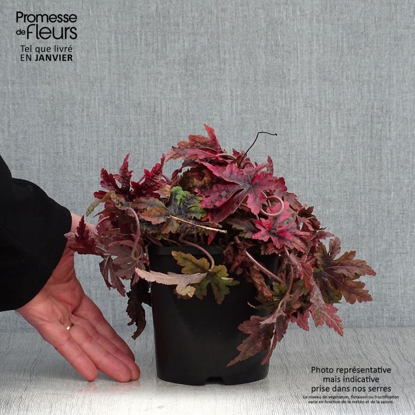 Spécimen de Tiarelle Sugar and Spice Pot de 2L/3L tel que livré en hiver