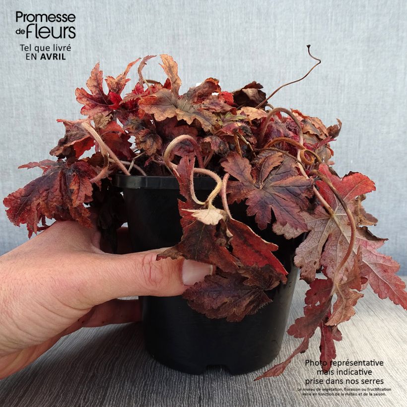 Amostra de Tiarella Sugar and Spice Vaso de 2 L/3 L tal como entregue na primavera