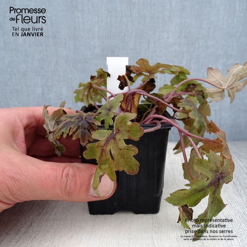 Spécimen de Tiarelle - Tiarella Morning Star Godet de 8/9 cm tel que livré en hiver