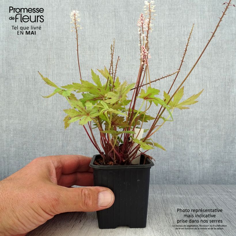 Spécimen de Tiarelle - Tiarella Morning Star Godet de 8/9 cm tel que livré au printemps