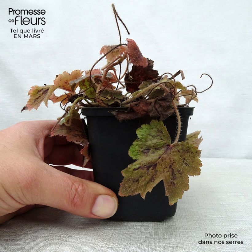 Spécimen de Tiarelle - Tiarella Running Tiger Godet de 8/9 cm tel que livré au printemps