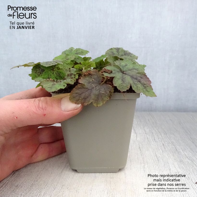 Spécimen de Tiarelle - Tiarella Running Tiger Godet de 8/9 cm tel que livré en hiver