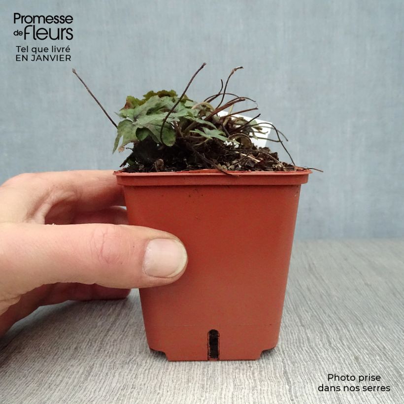 Spécimen de Tiarelle - Tiarella Spring Symphony Godet de 8/9 cm tel que livré en hiver