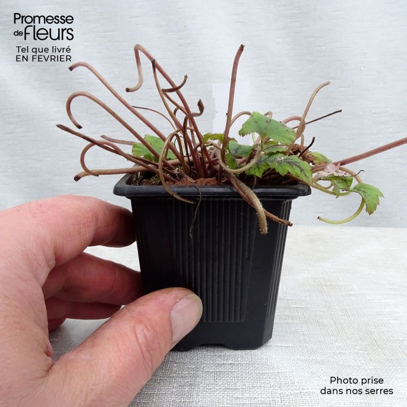 Spécimen de Tiarelle - Tiarella Tiger Stripe Godet de 8/9 cm tel que livré en hiver