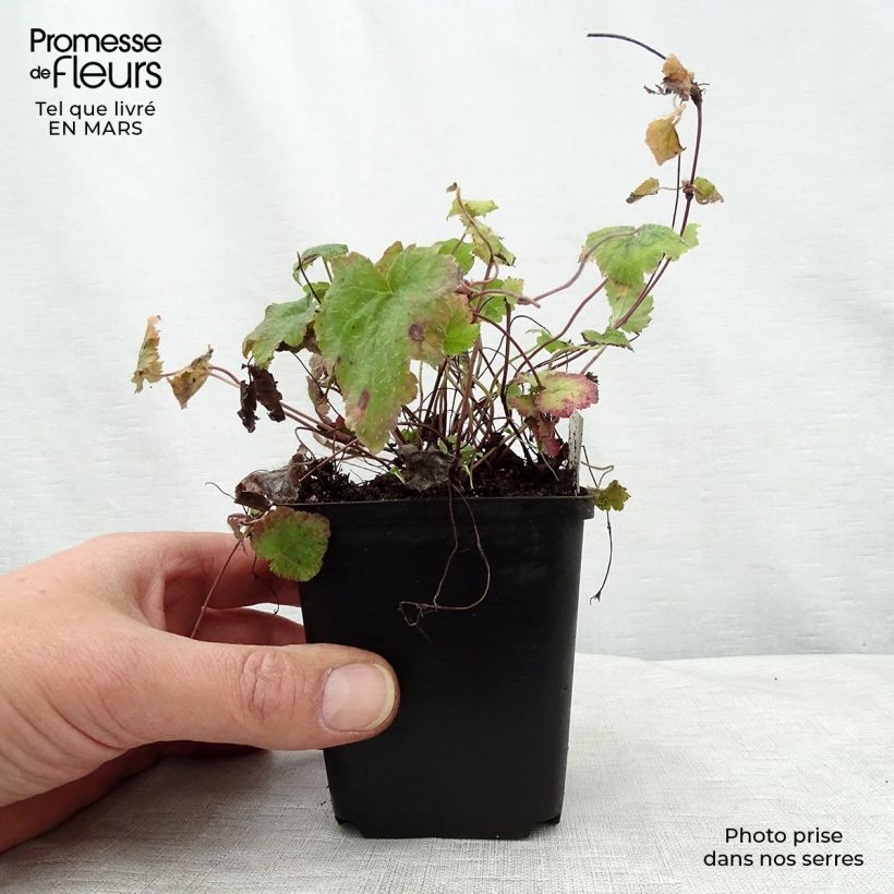 Spécimen de Tiarelle - Tiarella cordifolia Moorgrun Godet de 8/9 cm tel que livré au printemps