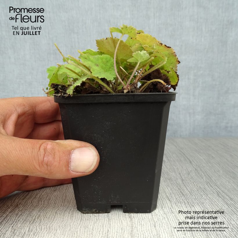 Spécimen de Tiarelle - Tiarella cordifolia Godet de 8/9 cm tel que livré en été