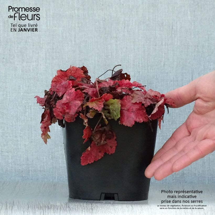 Spécimen de Tiarelle - Tiarella cordifolia Pot de 2L/3L tel que livré en hiver