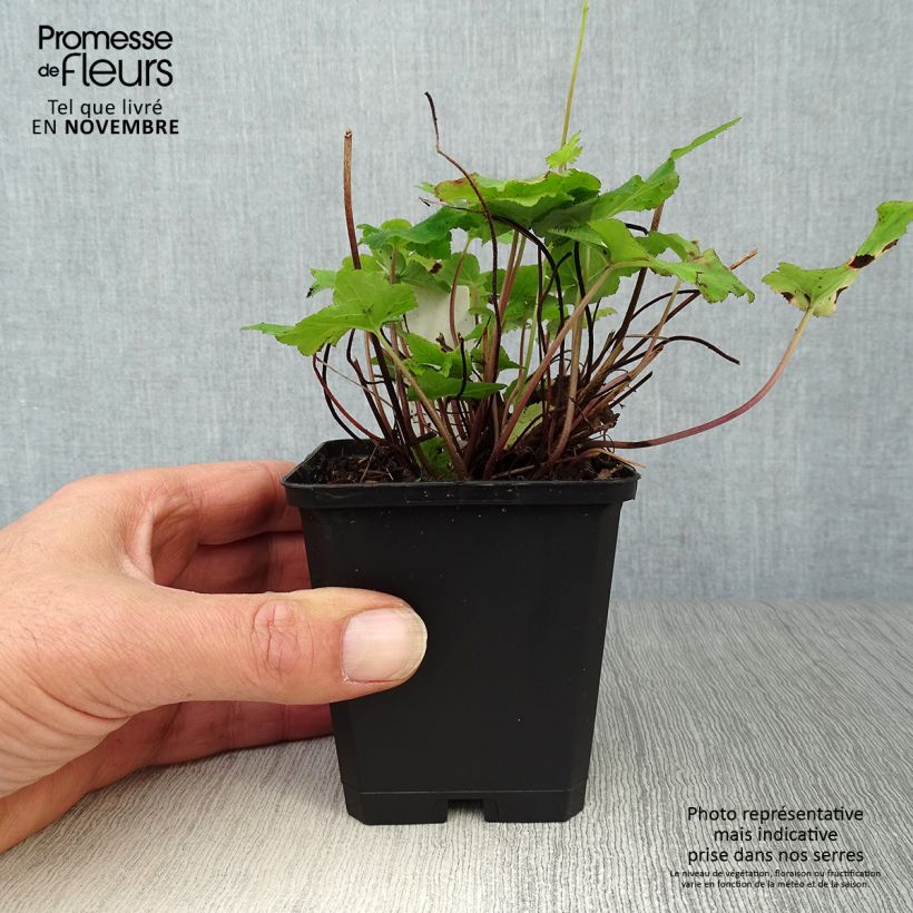 Spécimen de Tiarelle - Tiarella wherryi Godet de 8/9 cm tel que livré en automne