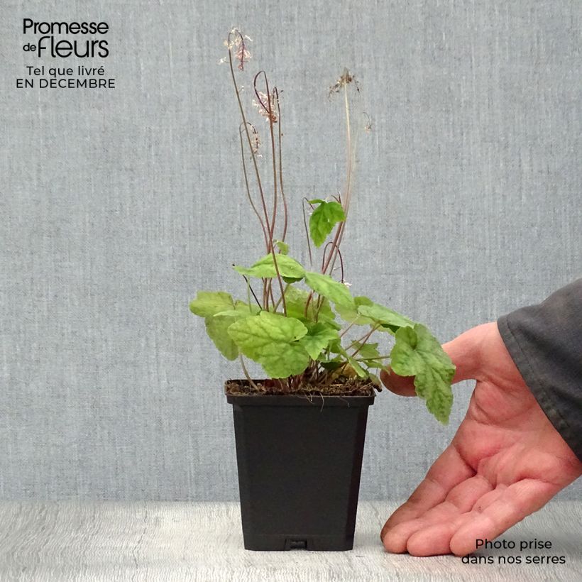 Spécimen de Tiarelle - Tiarella wherryi Godet de 8/9 cm tel que livré en hiver