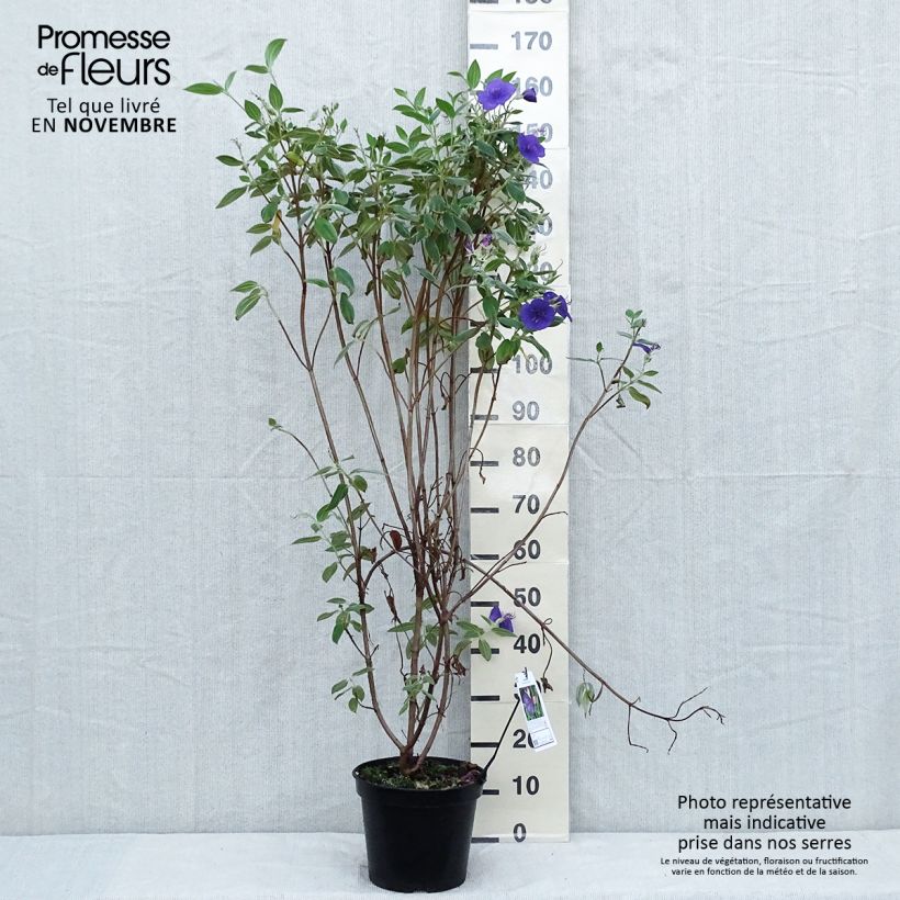 Spécimen de Tibouchina semidecandra - Lasiandra Pot de 7,5L/10L tel que livré en automne