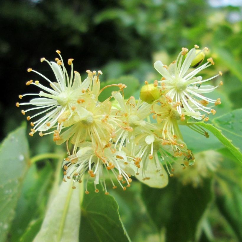 Tilia cordata - Tilleul à petites feuilles (Floraison)