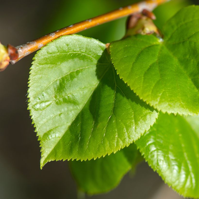 Tilia cordata Rancho - Tilleul à petites feuilles (Feuillage)