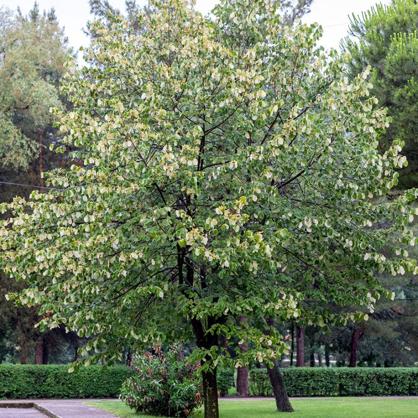 Tilleul argenté - Tilia tomentosa (Port)