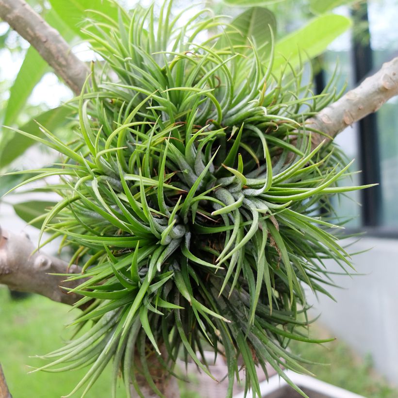 Tillandsia Mizuki (Port)
