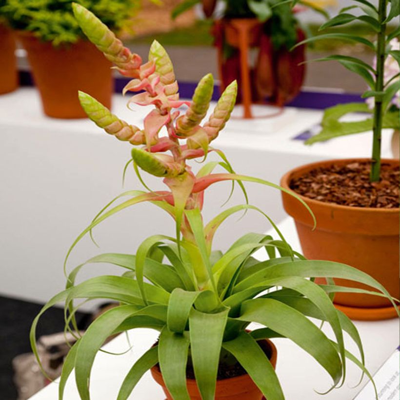 Tillandsia Samantha (Port)
