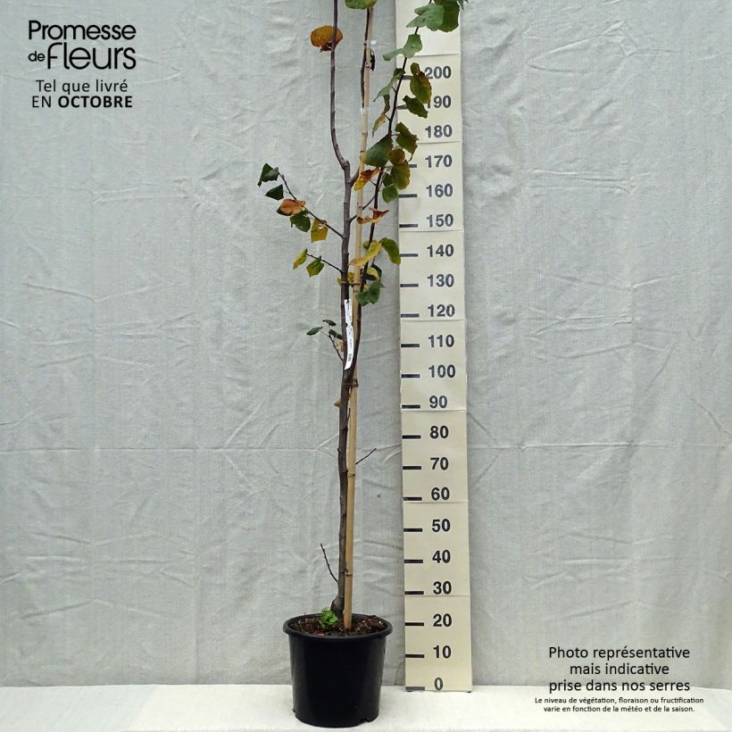 Spécimen de Tilleul à grandes feuilles - Tilia platyphyllos Rubra Pot de 12L/15L, Baliveau tel que livré en automne