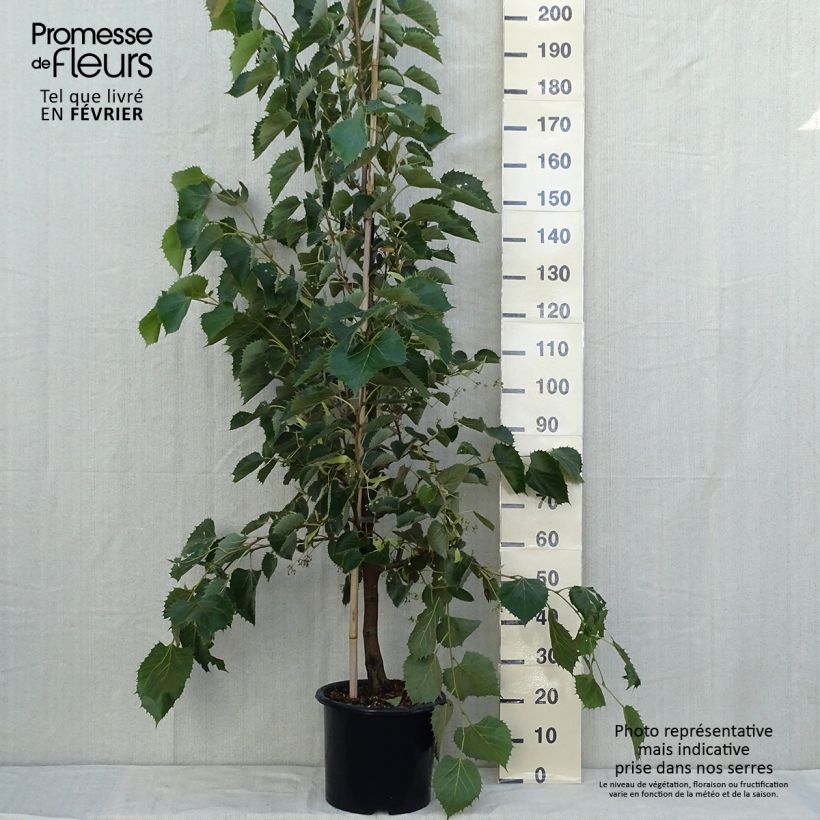 Spécimen de Tilleul de Henry - Tilia henryana Pot de 7,5L/10L, Baliveau tel que livré en automne
