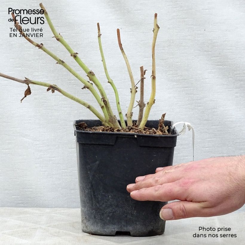 Spécimen de Titanotrichum oldhamii  Pot de 2L/3L tel que livré en hiver