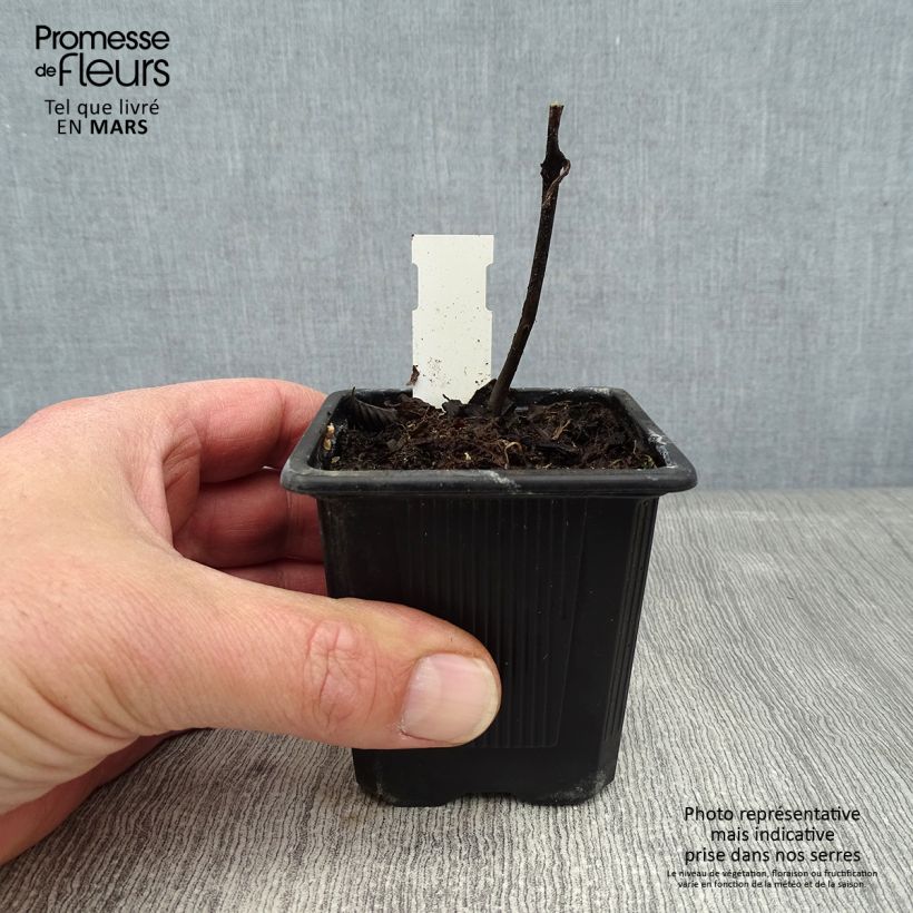 Spécimen de Titanotrichum oldhamii  Godet de 8/9 cm tel que livré en hiver