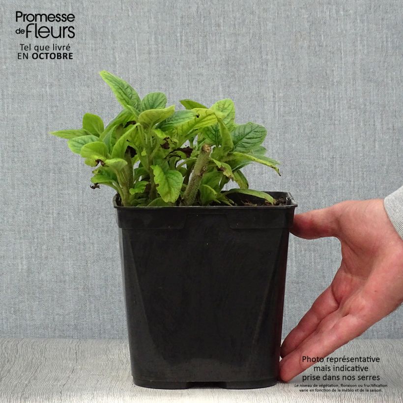 Spécimen de Titanotrichum oldhamii  Pot de 2L/3L tel que livré en automne