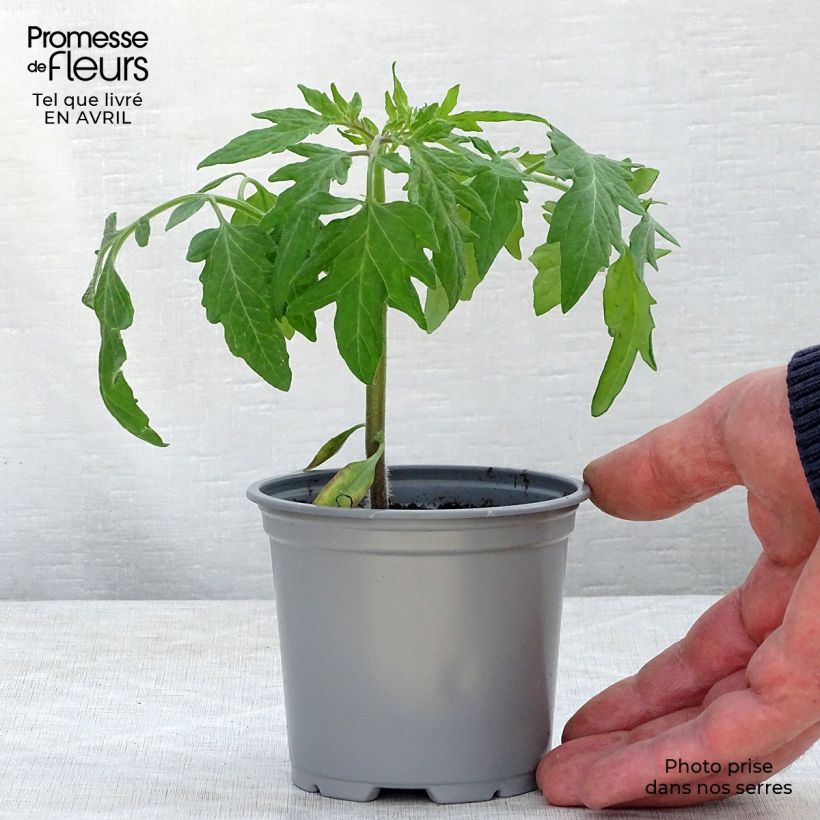 Spécimen de Tomate Fuji Pink F1 en plants Godet de 8/9 cm tel que livré au printemps