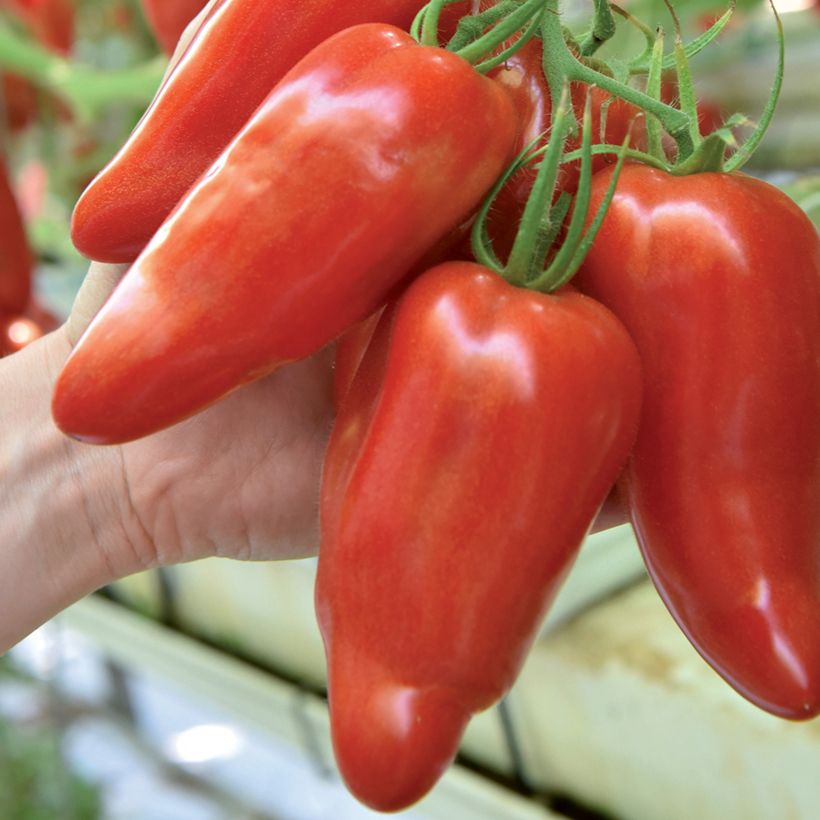 Tomate Licorna F1 en plant - Tomate allongée (Récolte)