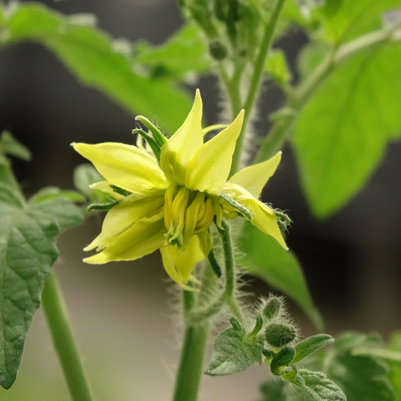 Tomate Noire de Crimée F1 en plants GREFFES (Floraison)