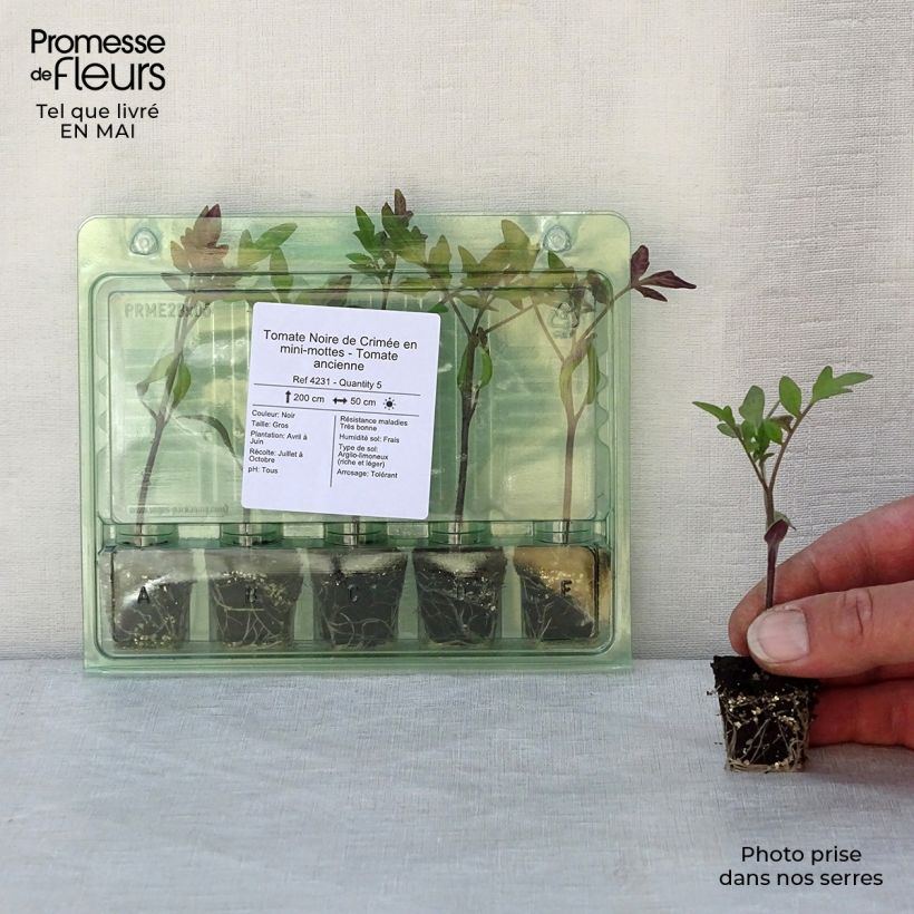 Spécimen de Tomate Noire de Crimée en plants - Tomate ancienne Mini-motte Ø 3/4 cm, Livré en hauteur de 5 à 10 cm tel que livré au printemps