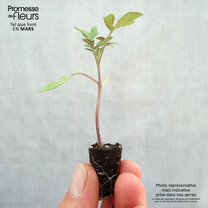 Spécimen de Tomate Tomande F1 BIO - Type marmande - mini-mottes Mini-motte Ø 1,5/2,5 cm tel que livré au printemps