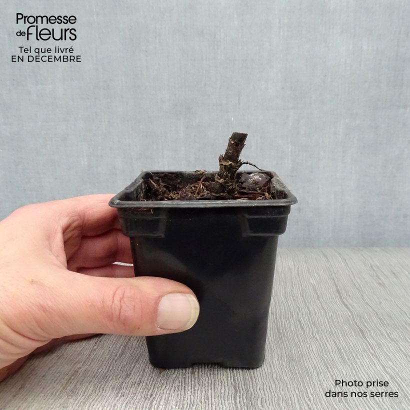 Spécimen de Topinambour Nain BIO - Helianthus tuberosus Godet de 7/8 cm tel que livré en hiver