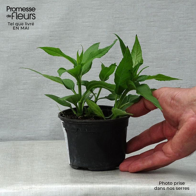 Spécimen de Topinambour Nain BIO - Helianthus tuberosus Godet de 7/8 cm tel que livré au printemps