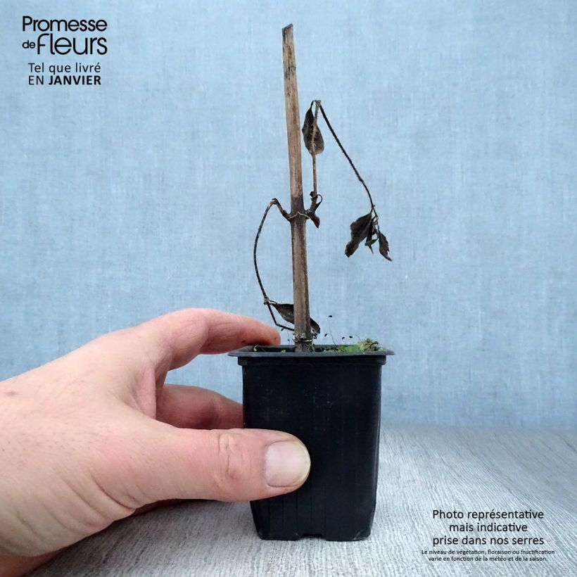 Spécimen de Topinambours Fuseau Culinaire - Helianthus tuberosus Godet de 7/8 cm tel que livré en hiver