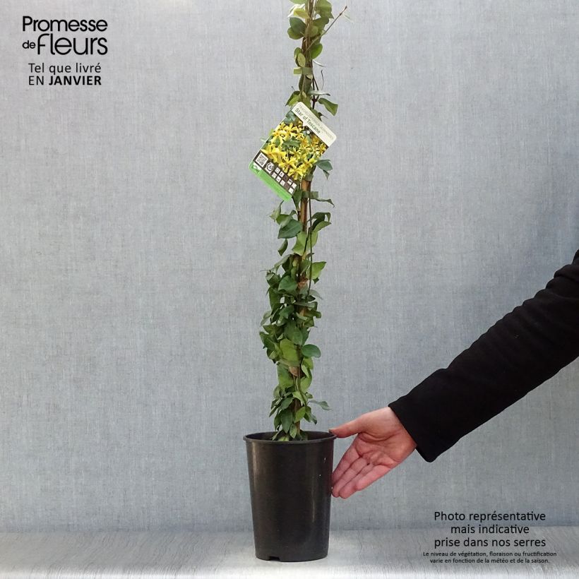 Spécimen de Trachelospermum Star of Toscane - Jasmin étoilé Pot de 2L/3L tel que livré en hiver