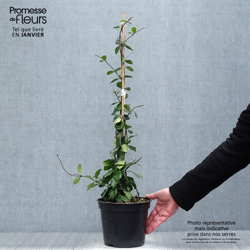 Spécimen de Trachelospermum asiaticum Chili & Vanilla - Faux-jasmin  Pot de 3L/4L tel que livré en hiver